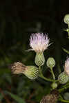 Nuttall's thistle